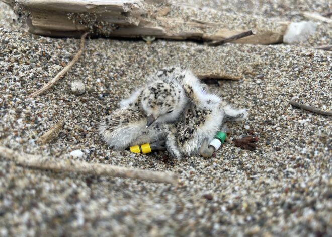Threatened California species shuts down popular Point Reyes beach