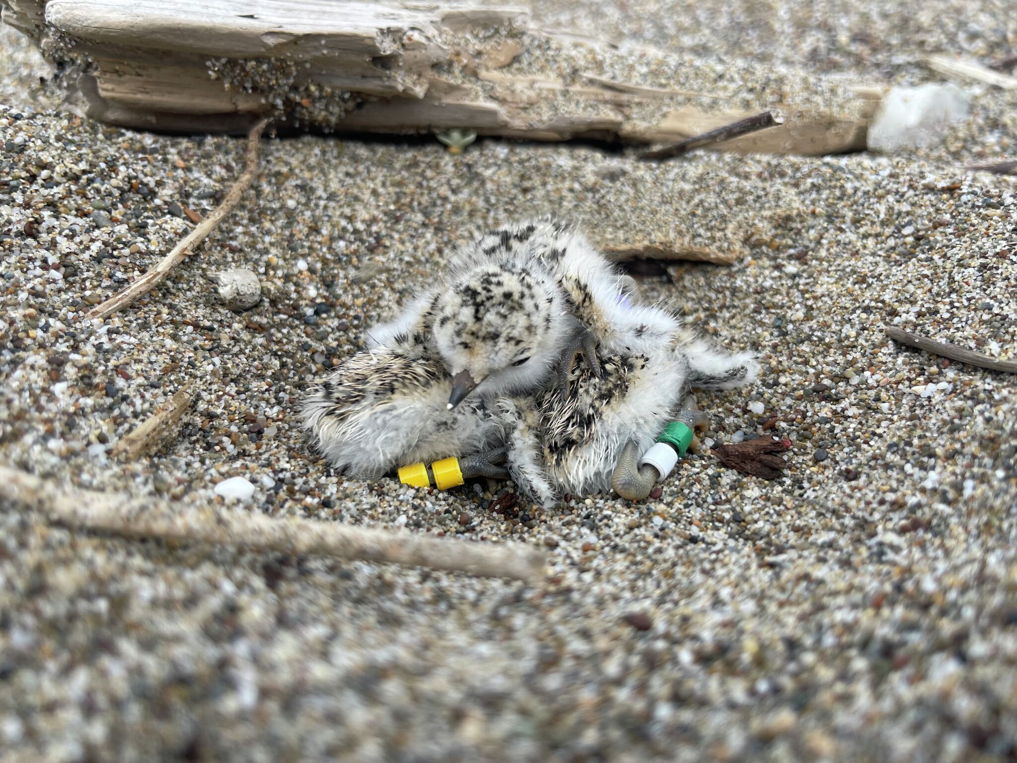 Threatened California species shuts down popular Point Reyes beach