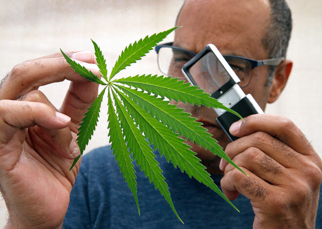New Calif. study finds evidence cannabis could treat obesity, diabetes