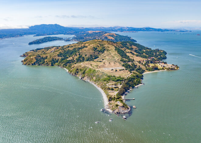 Whales keep dying in San Francisco Bay. Can AI save them?