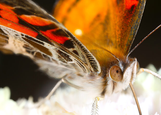 Massive butterfly swarm becomes the talk of Santa Cruz