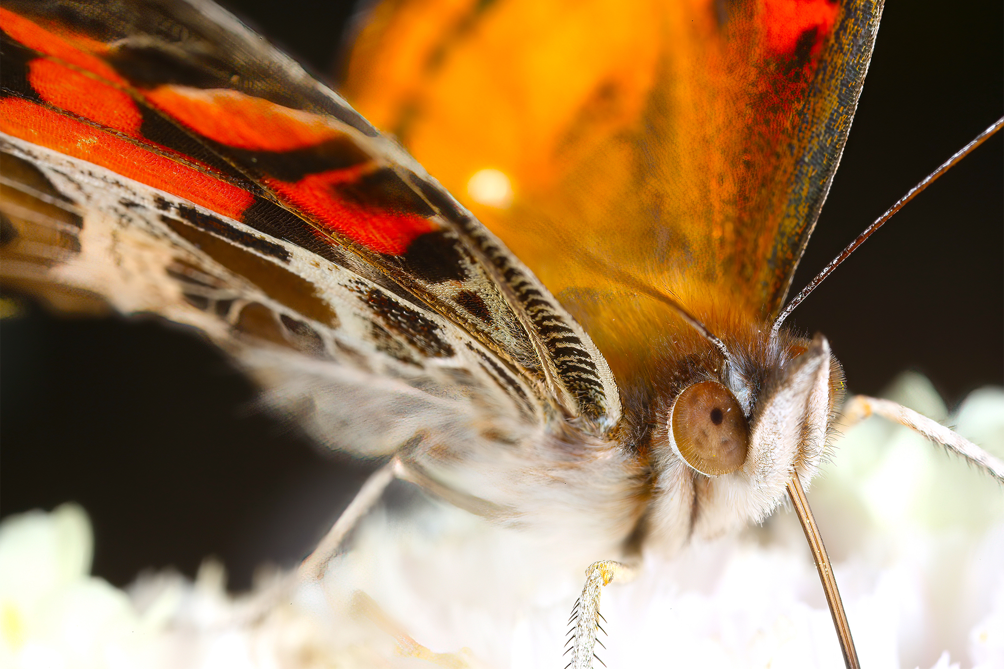Massive butterfly swarm becomes the talk of Santa Cruz