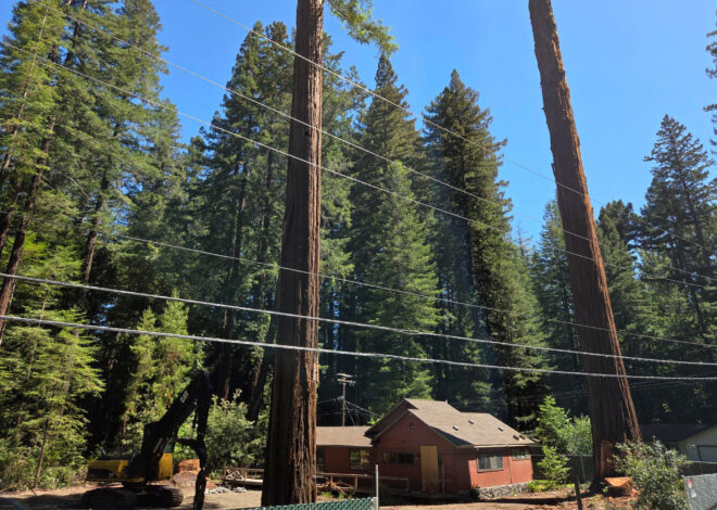 California neighbors save 350-year-old redwood at the last minute