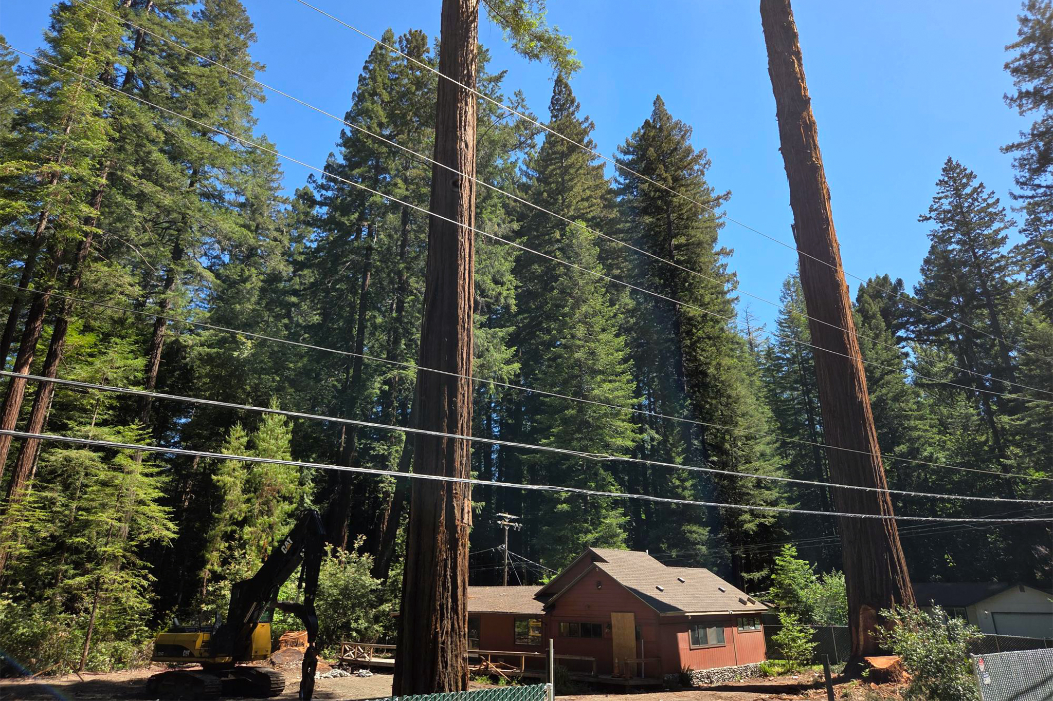 California neighbors save 350-year-old redwood at the last minute