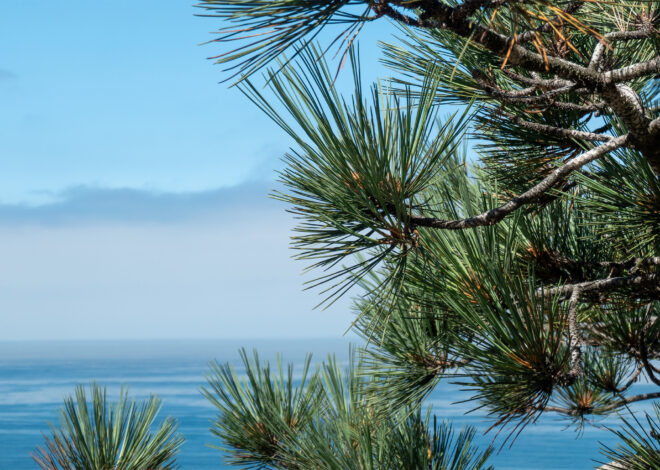 ‘Largely intact’: Exceedingly rare trees appear to have survived Santa Rosa Island Fire