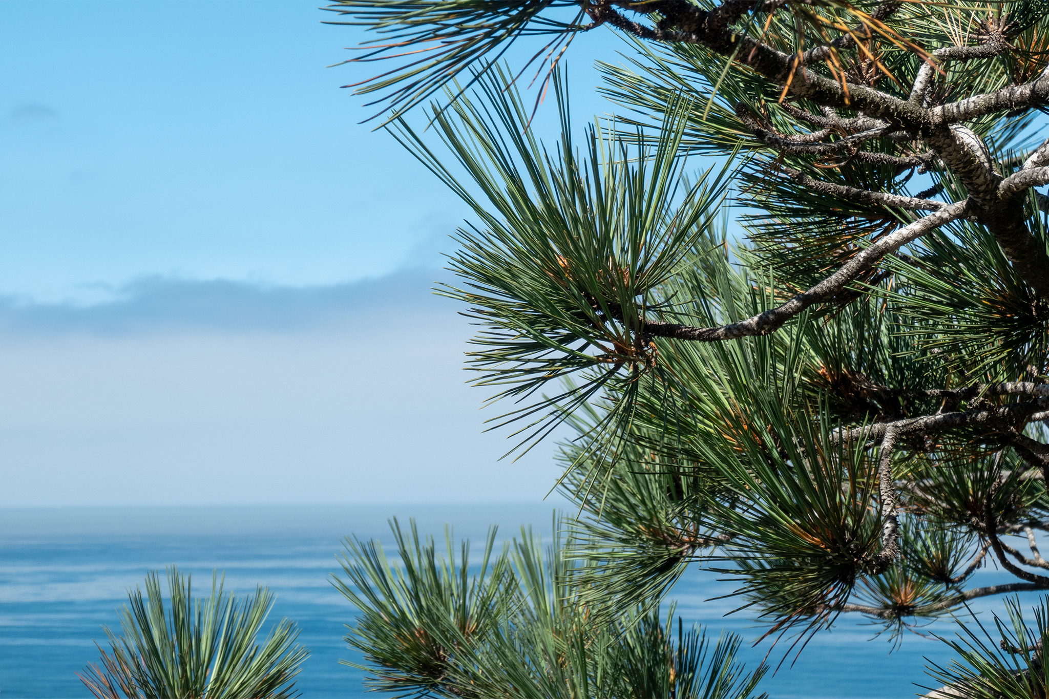 ‘Largely intact’: Exceedingly rare trees appear to have survived Santa Rosa Island Fire