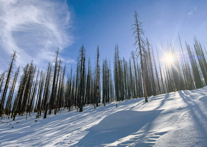 Federal government set to spray ‘devastating’ herbicide in Tahoe Basin