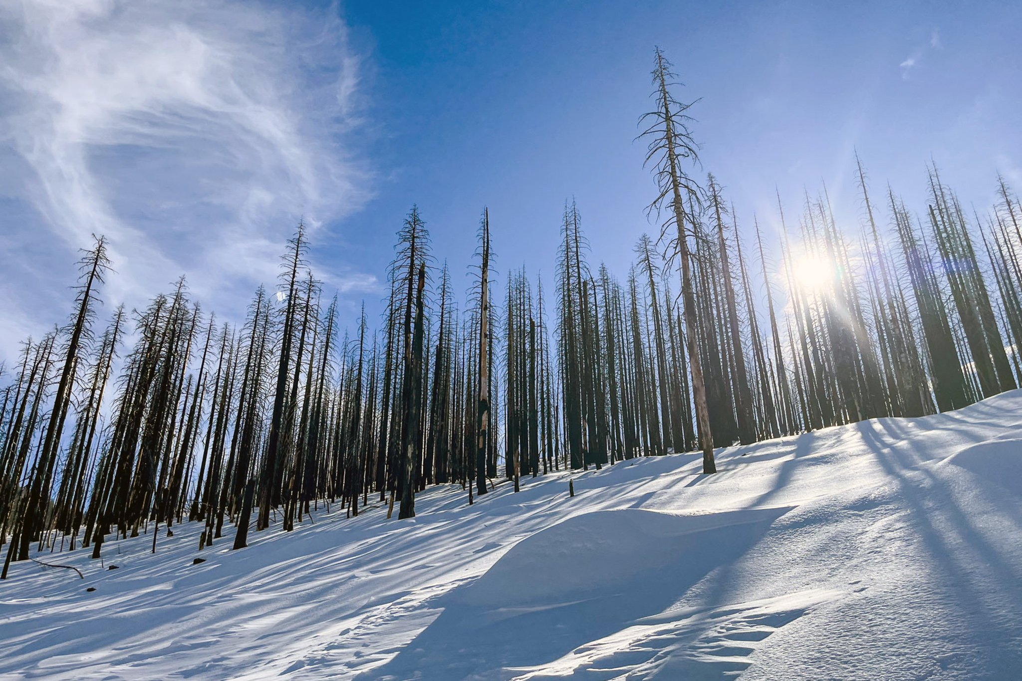 Federal government set to spray ‘devastating’ herbicide in Tahoe Basin