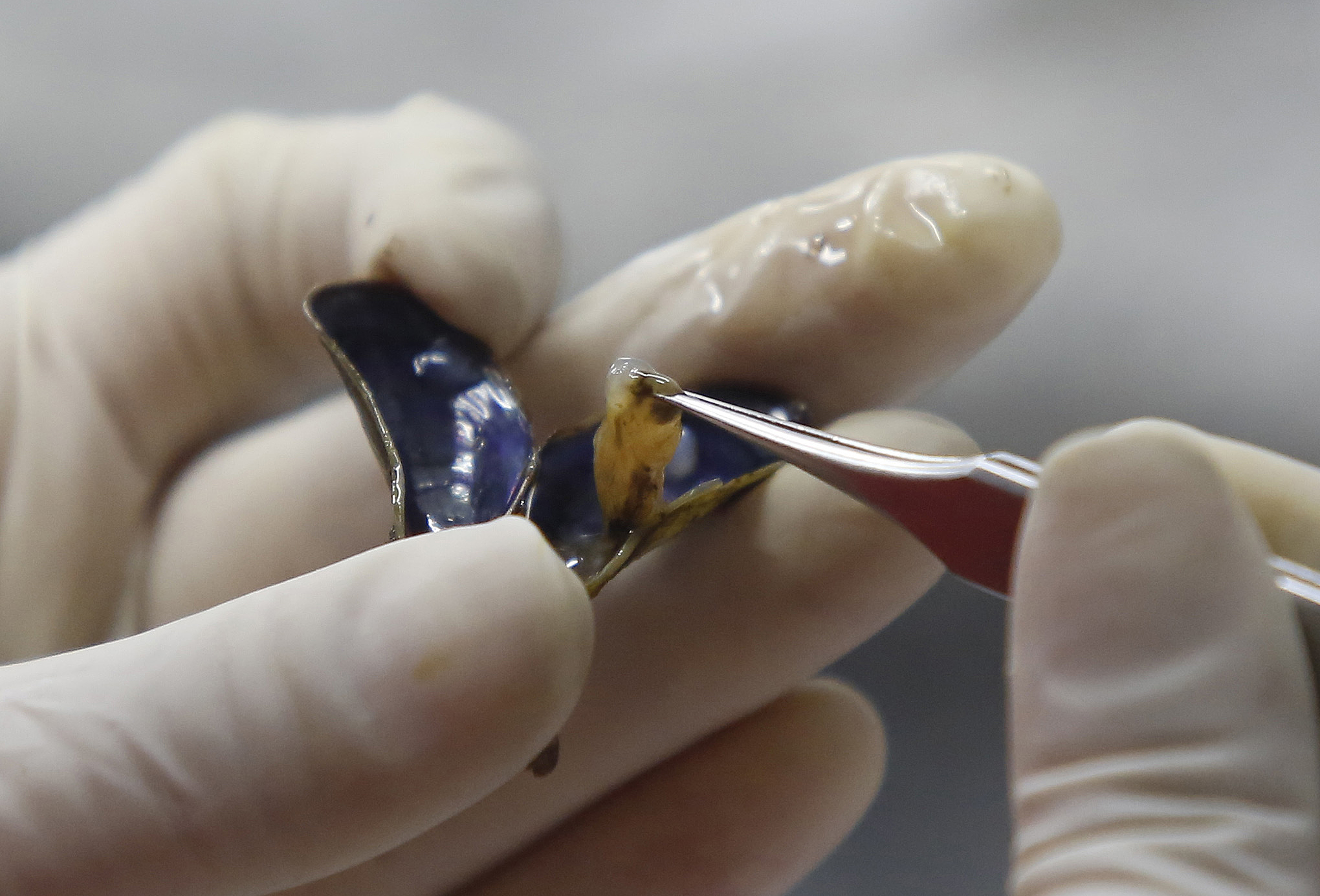 ‘The infestation is here’: Another Calif. county declares emergency over species