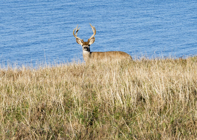 Deer seen swimming in San Francisco Bay far from shore