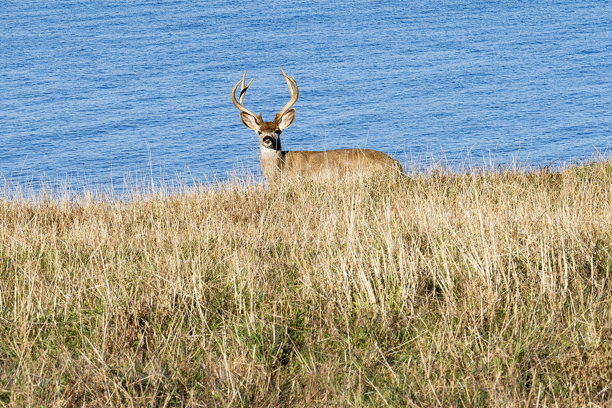 Deer seen swimming in San Francisco Bay far from shore