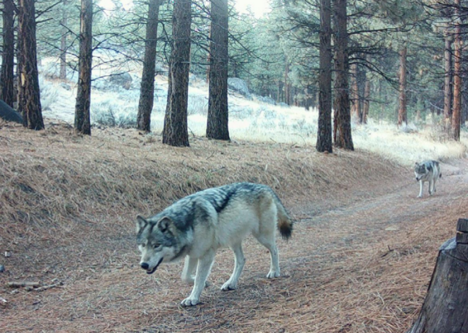‘History being made’: Gray wolf enters Sequoia National Park for the first time in over a century