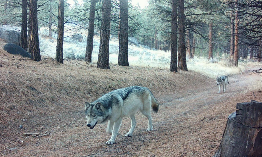 ‘History being made’: Gray wolf enters Sequoia National Park for the first time in over a century
