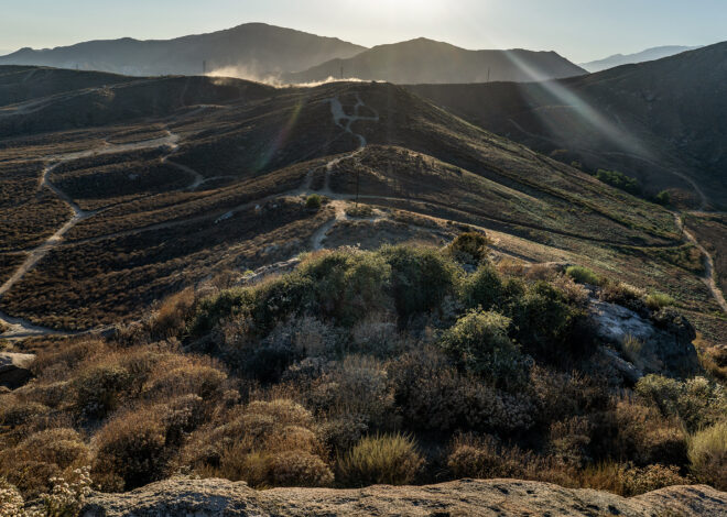 World’s oldest oak secures protection from giant California development