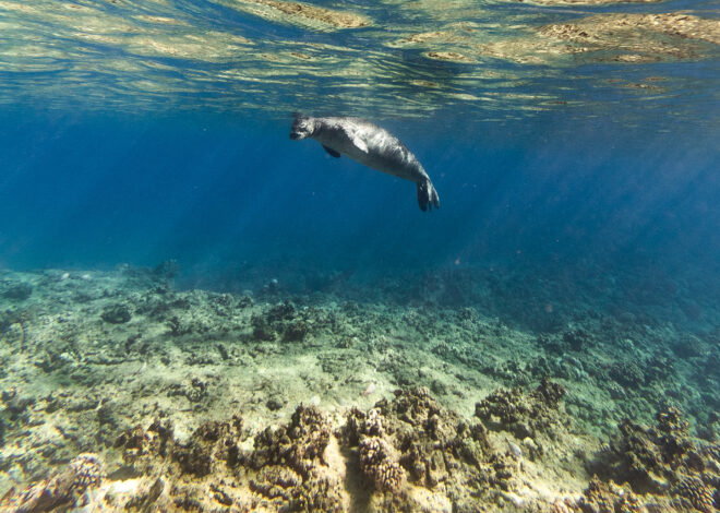 Hawaii tourist is seen throwing rock at endangered animal