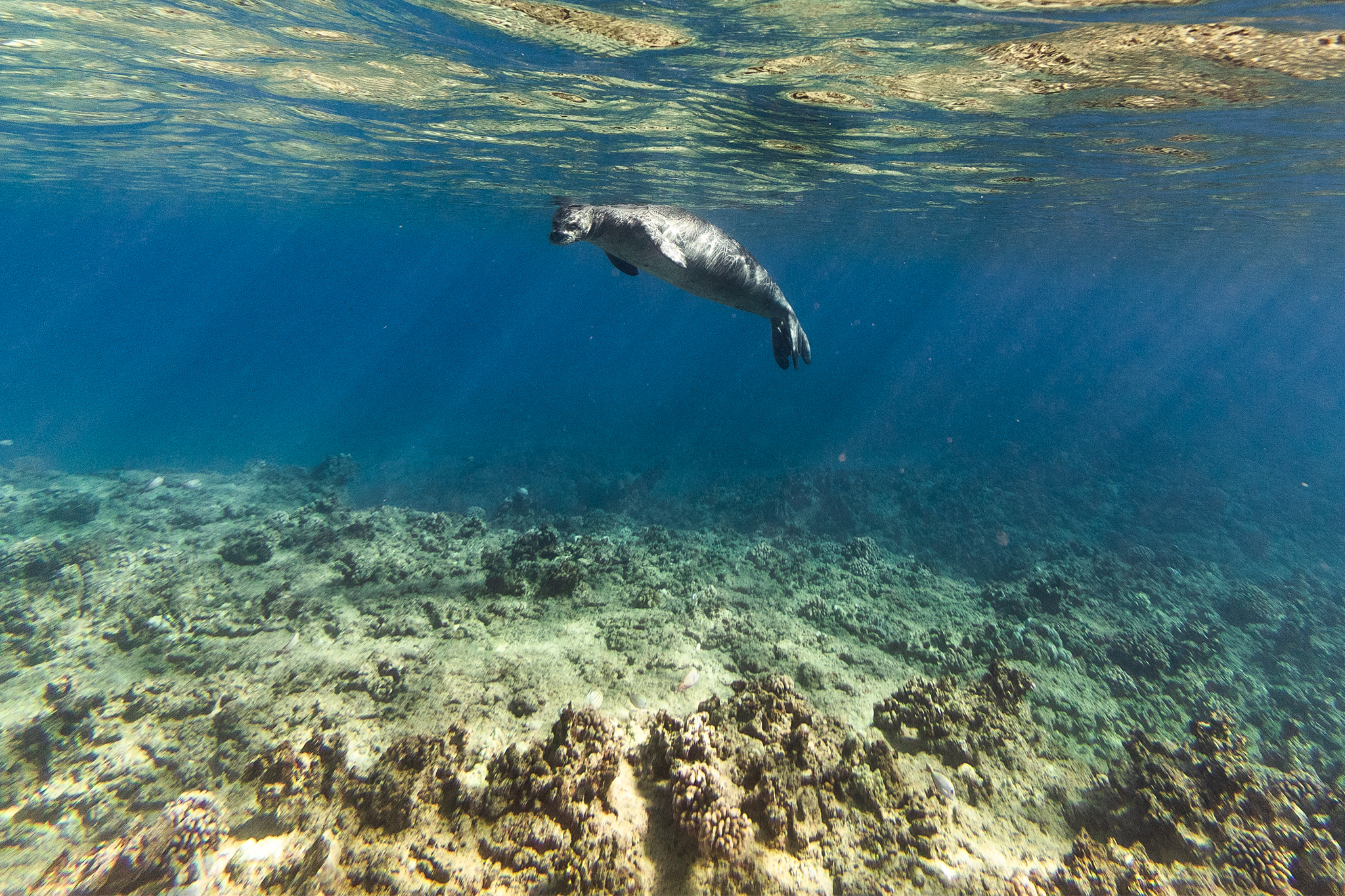 Hawaii tourist is seen throwing rock at endangered animal