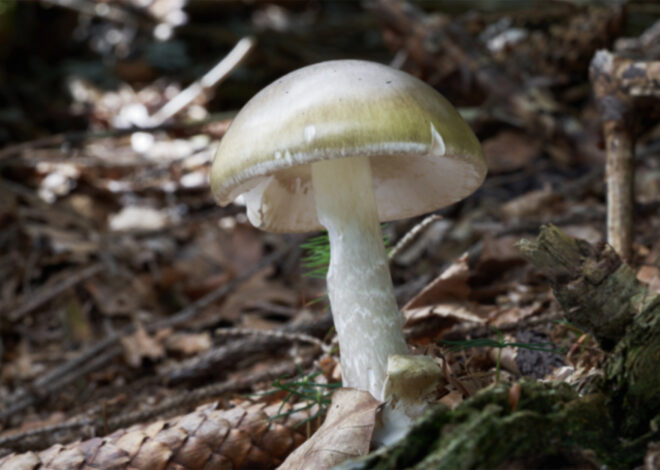 California’s deadly mushroom outbreak reaches alarming new levels