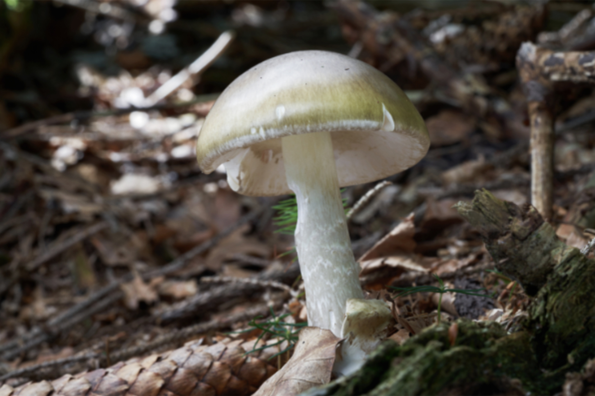 California’s deadly mushroom outbreak reaches alarming new levels