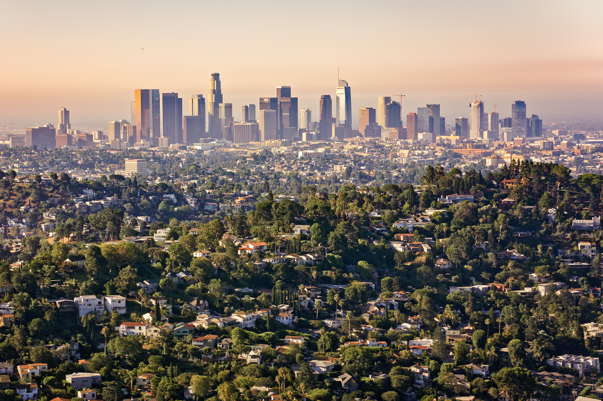 A pest that leaves unsightly ‘sugar volcanoes’ is trashing Calif. home values