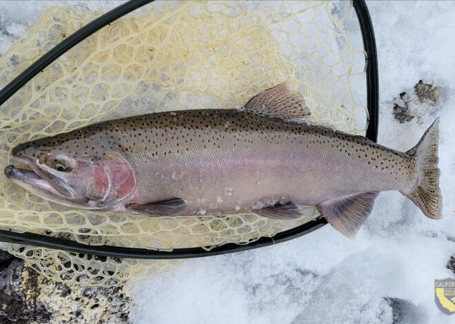 5,800 rainbow trout faced a ‘bleak’ death sentence. An emergency rescue saved them.
