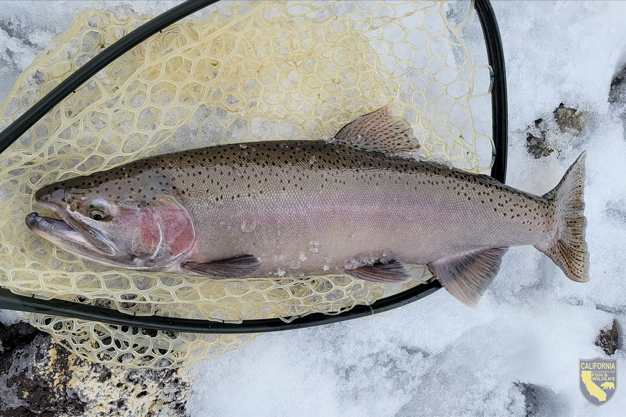 5,800 rainbow trout faced a ‘bleak’ death sentence. An emergency rescue saved them.