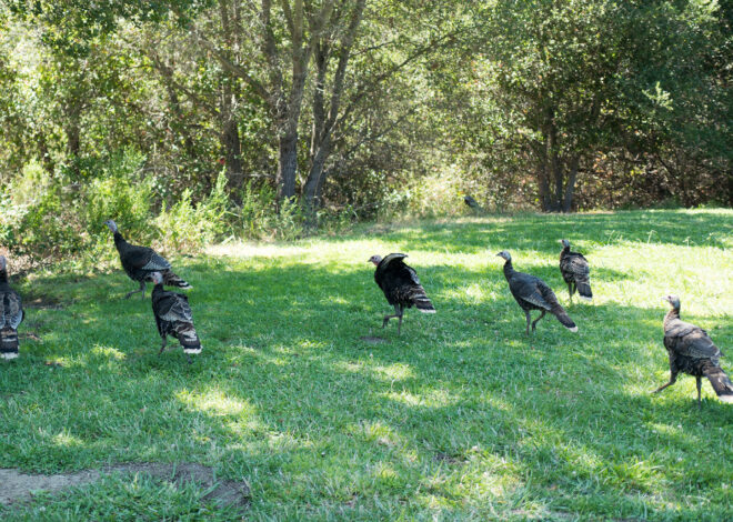 ‘Aggressive’ turkeys trigger warning from Bay Area police