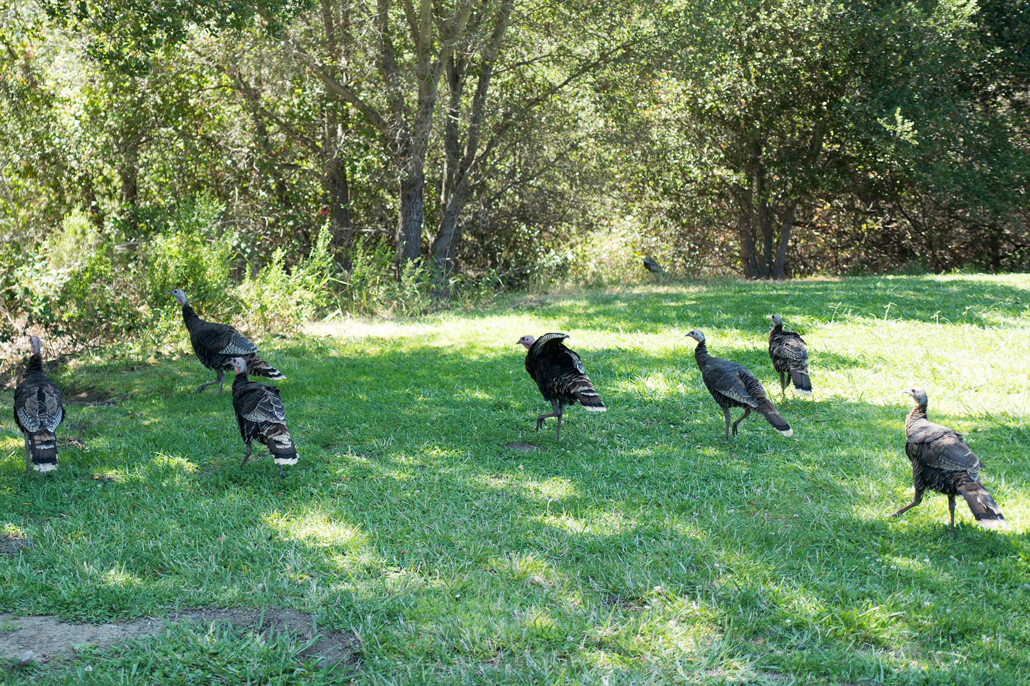 ‘Aggressive’ turkeys trigger warning from Bay Area police