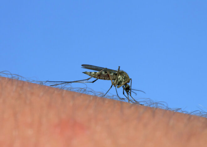 Google applies for permit to release 32 million mosquitoes in Calif.