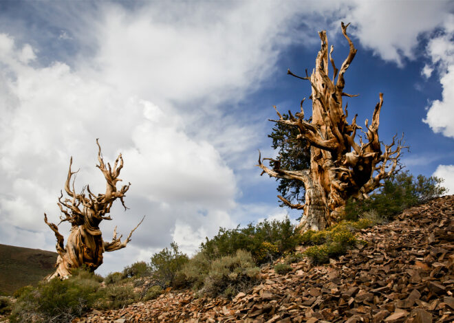 ‘Obscenely damaging’: Video catches off-roader in California’s ancient forest