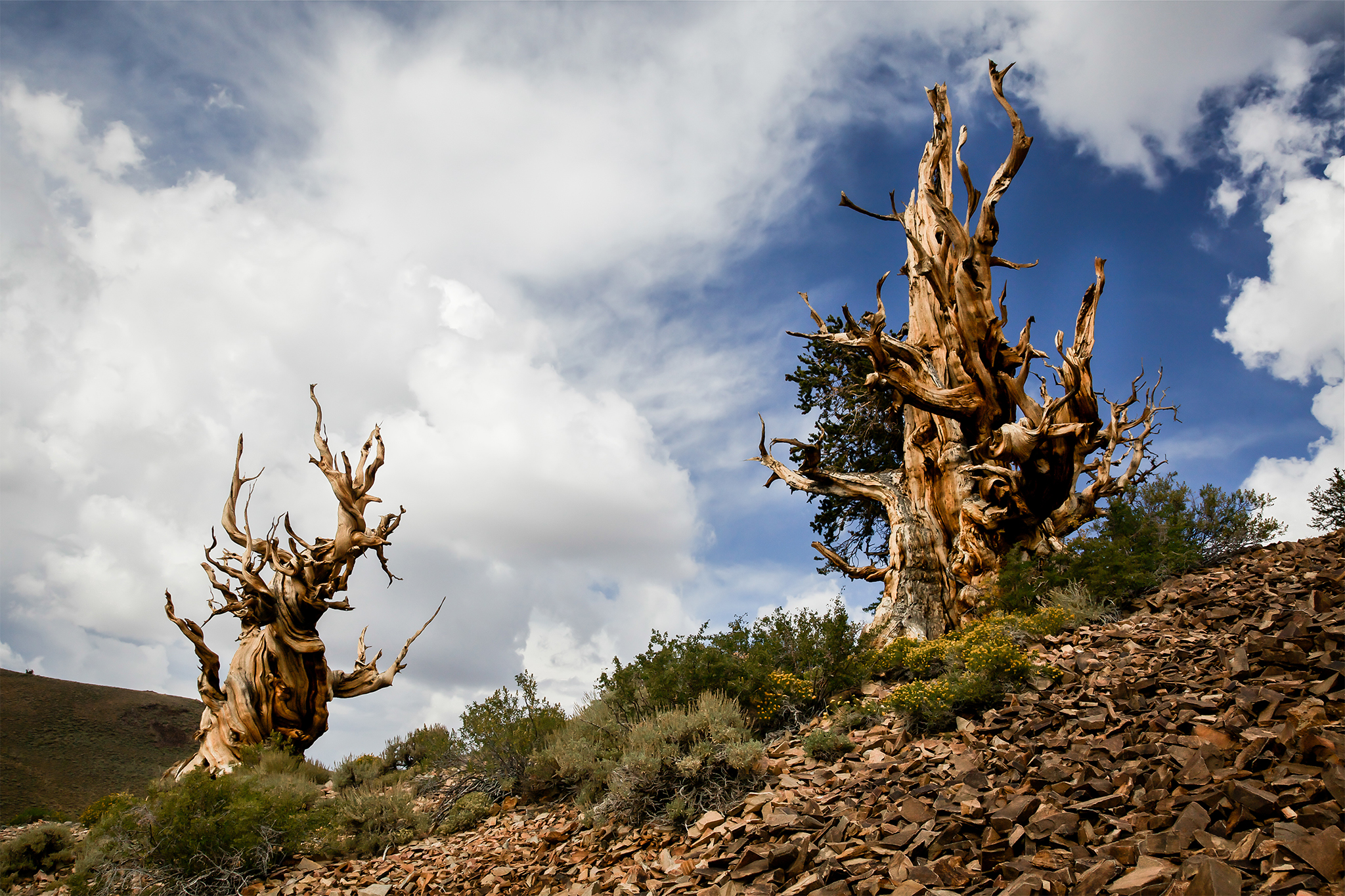 ‘Obscenely damaging’: Video catches off-roader in California’s ancient forest