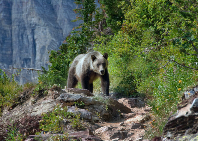 More details emerge on Glacier National Park grizzly attack