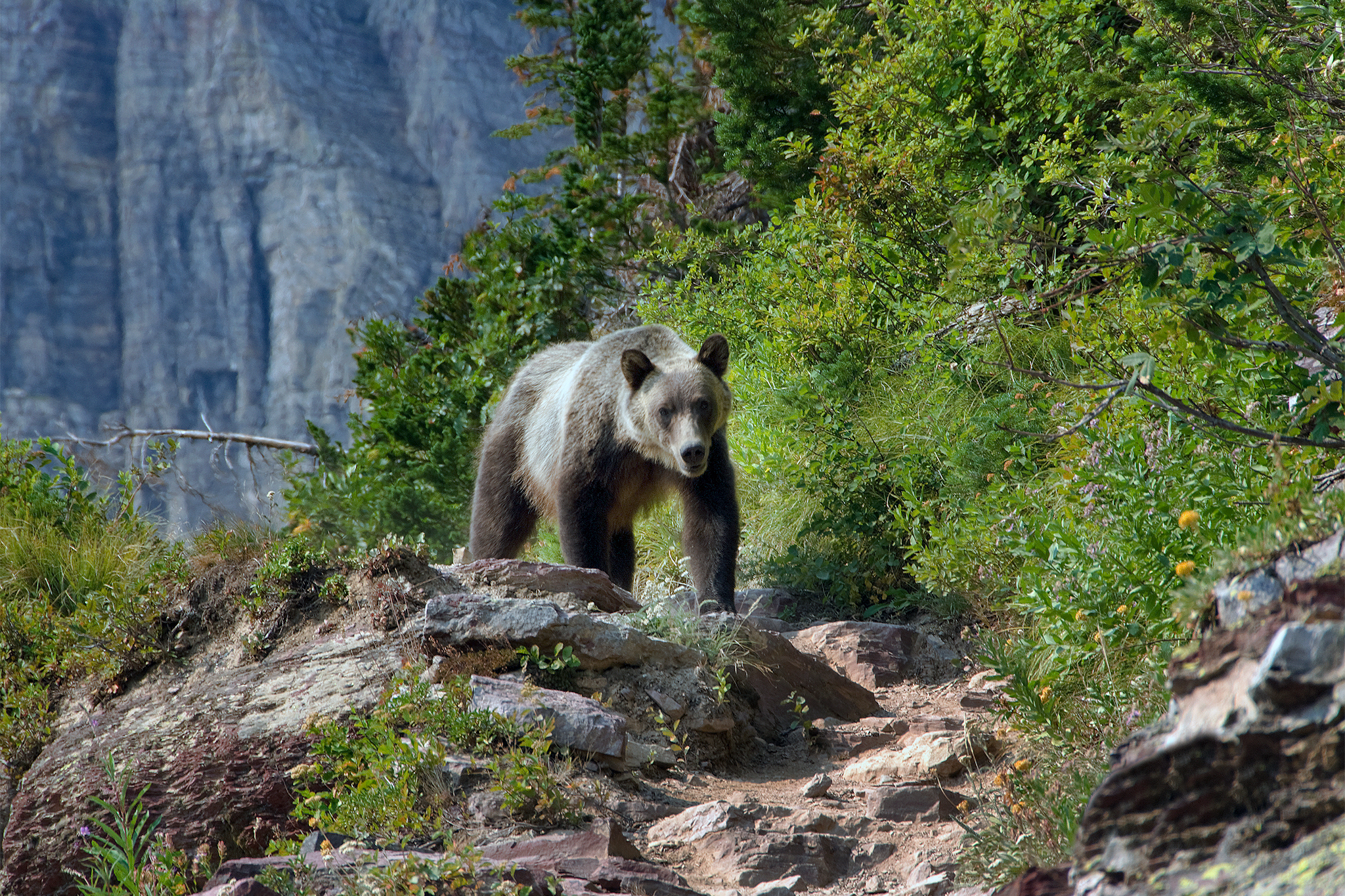 More details emerge on Glacier National Park grizzly attack