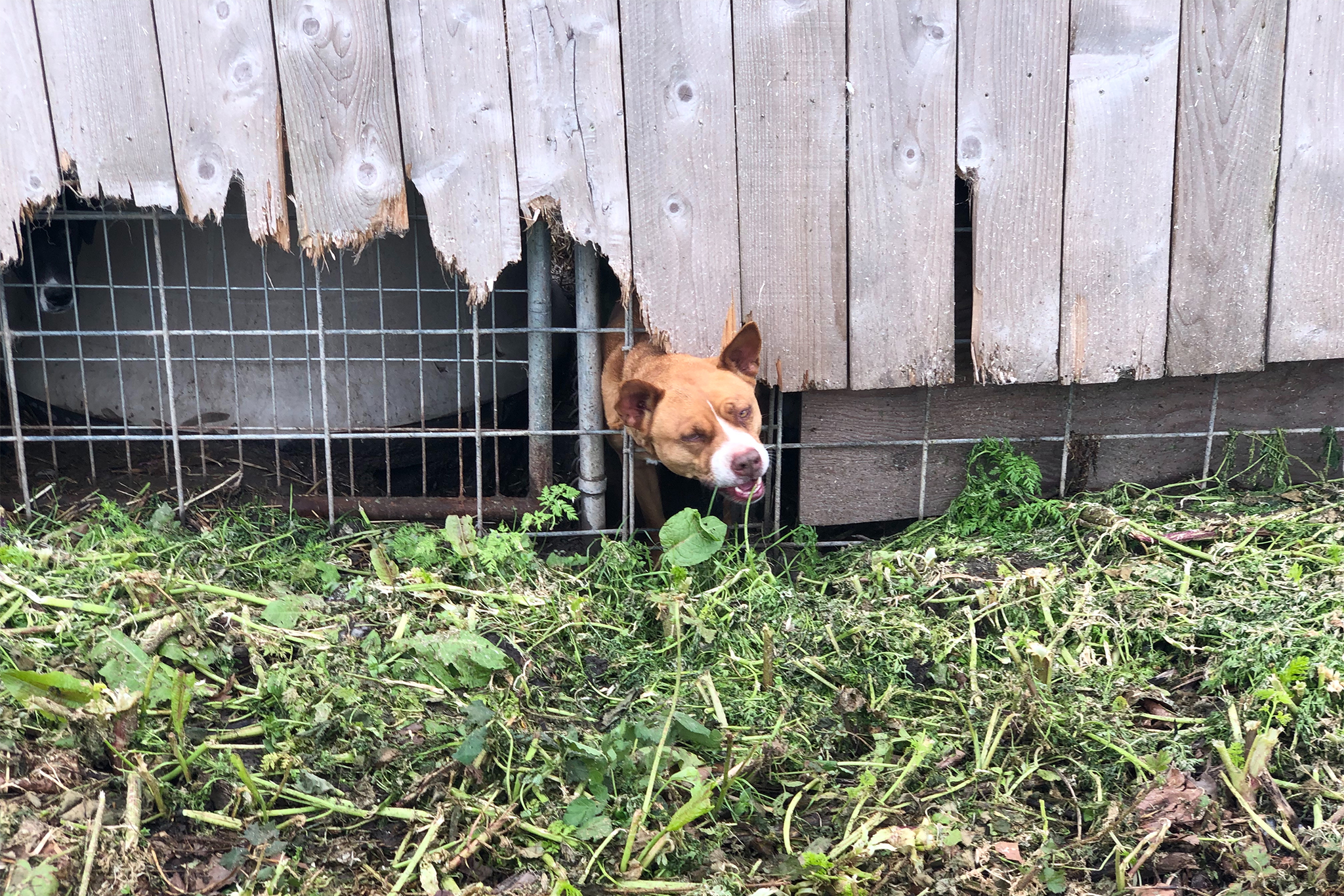 FBI exhumes dead animals at NorCal rescue, hundreds more feared missing
