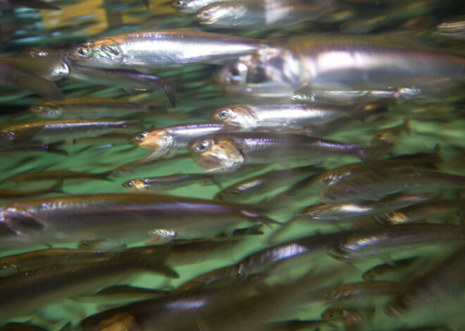 High levels of neurotoxin detected in Monterey Bay fish
