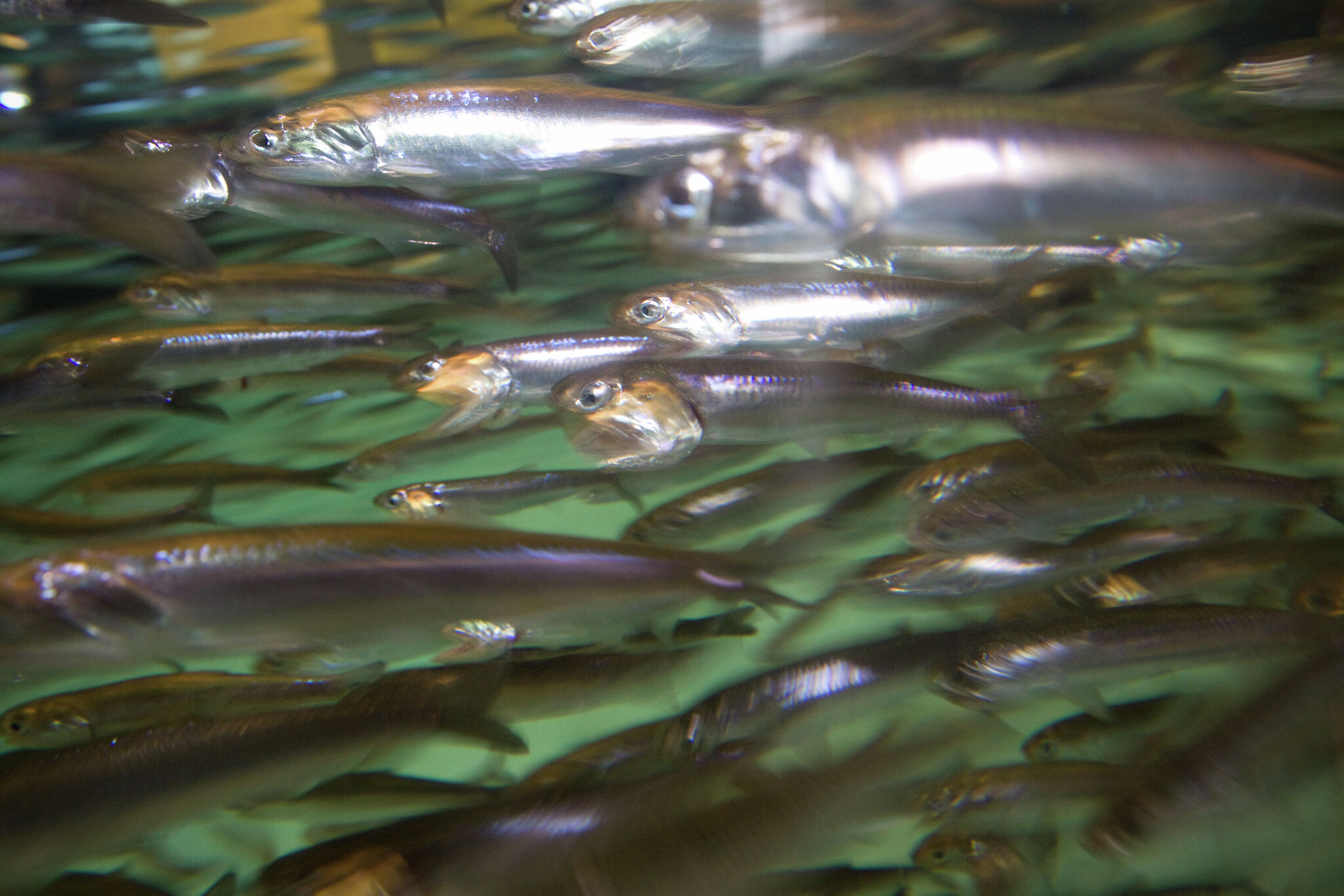 High levels of neurotoxin detected in Monterey Bay fish
