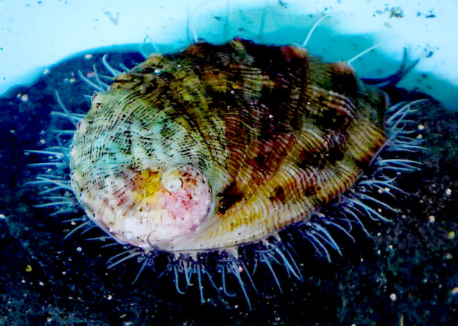 Scientists spot rare ocean animal in the wild for the first time in 5 years