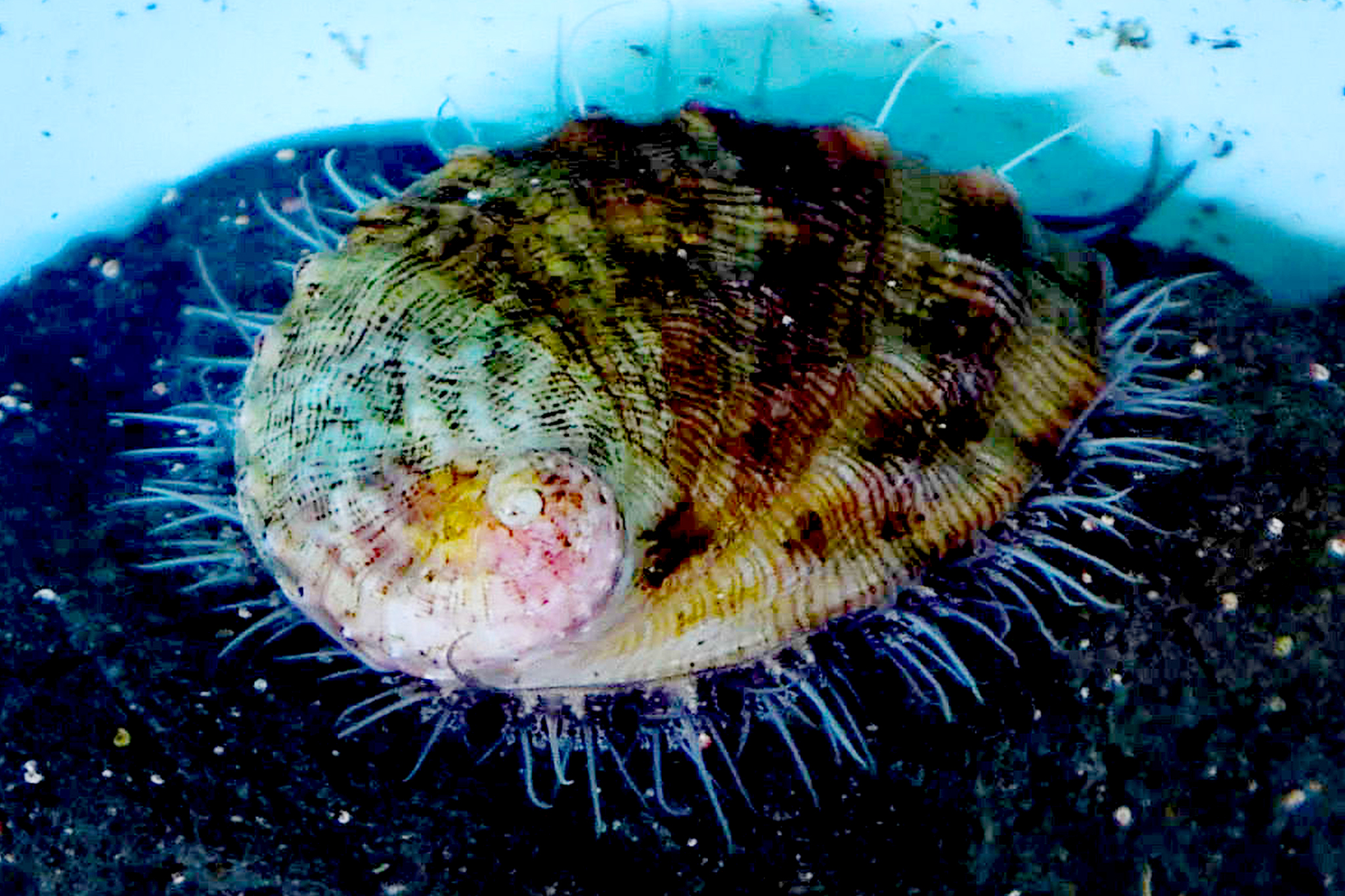 Scientists spot rare ocean animal in the wild for the first time in 5 years