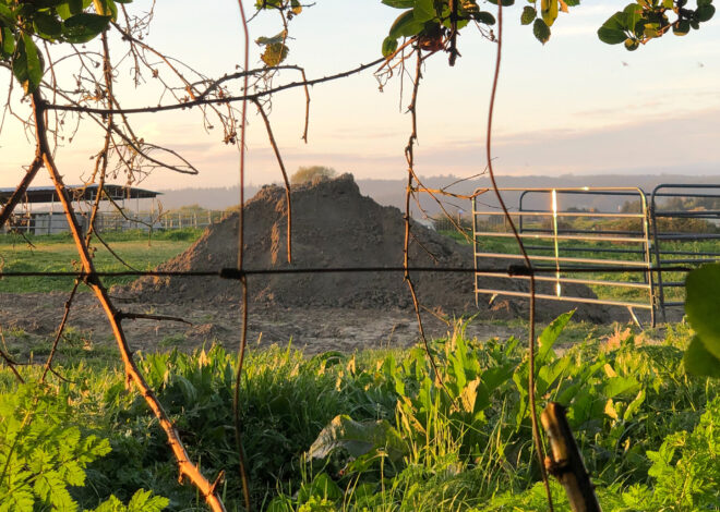 She bought a NorCal Victorian, and then found a mass dog grave next door
