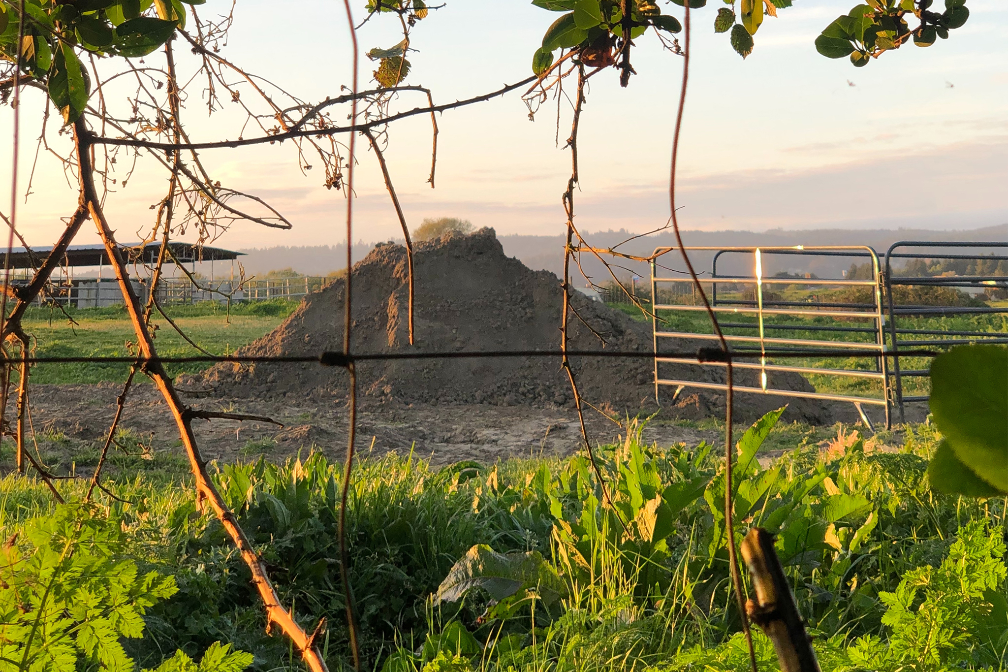 She bought a NorCal Victorian, and then found a mass dog grave next door
