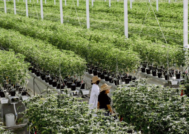 Calif. pot company skyrockets to $1B valuation following Trump action