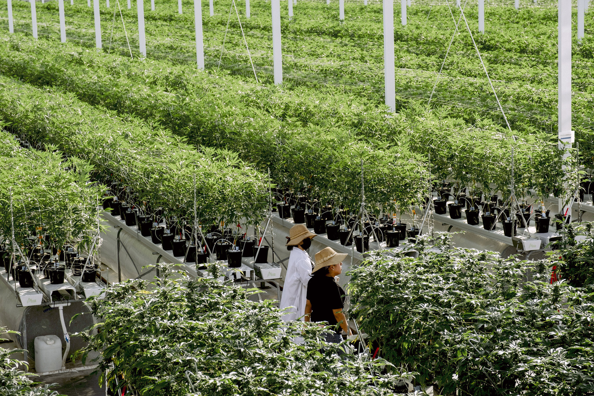 Calif. pot company skyrockets to $1B valuation following Trump action