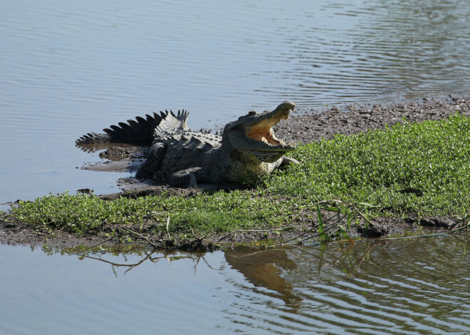 Tourist killed by crocodile at Puerto Vallarta beach