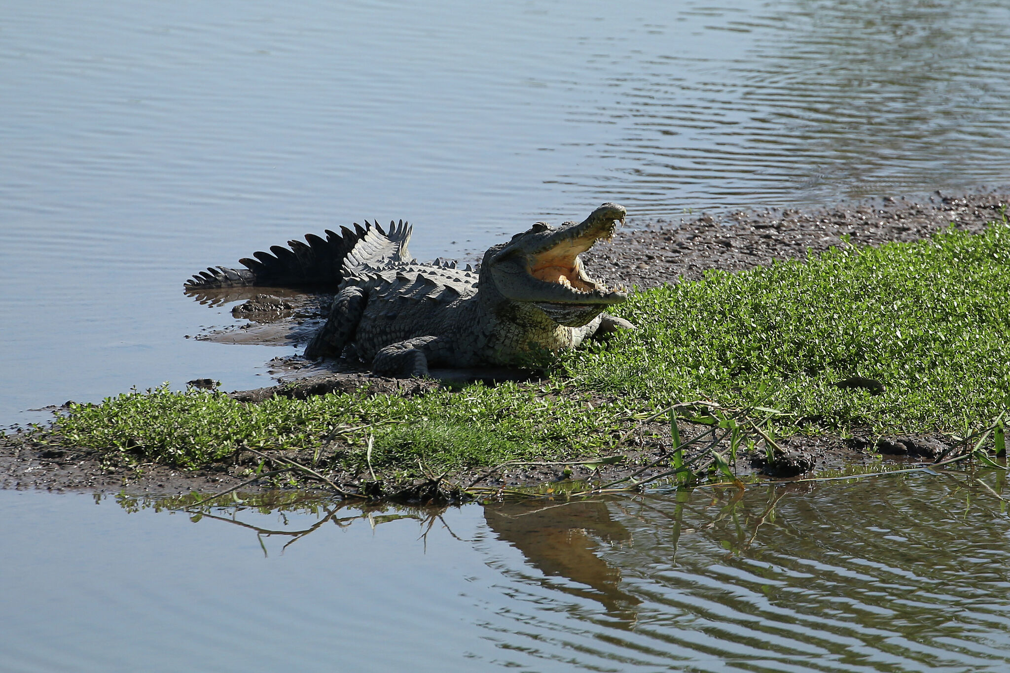 Tourist killed by crocodile at Puerto Vallarta beach