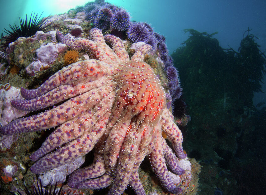 California lost these iconic sea creatures years ago. A family just reappeared.