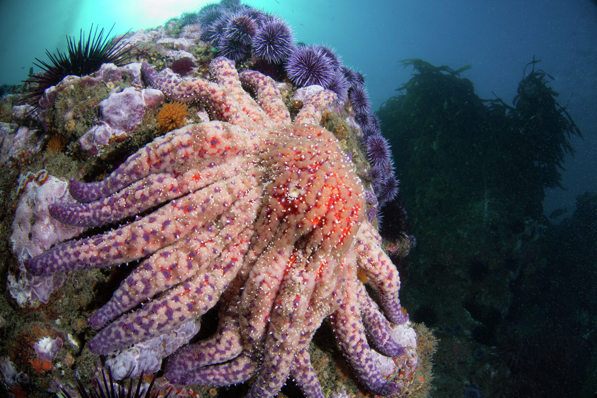 California lost these iconic sea creatures years ago. A family just reappeared.