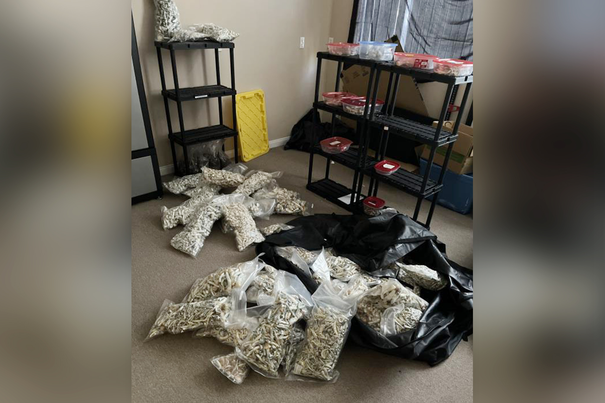 San Diego County father admits dosing young sons with hallucinogens daily