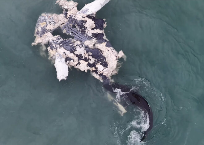 Gruesome shark video near Half Moon Bay prompts warning