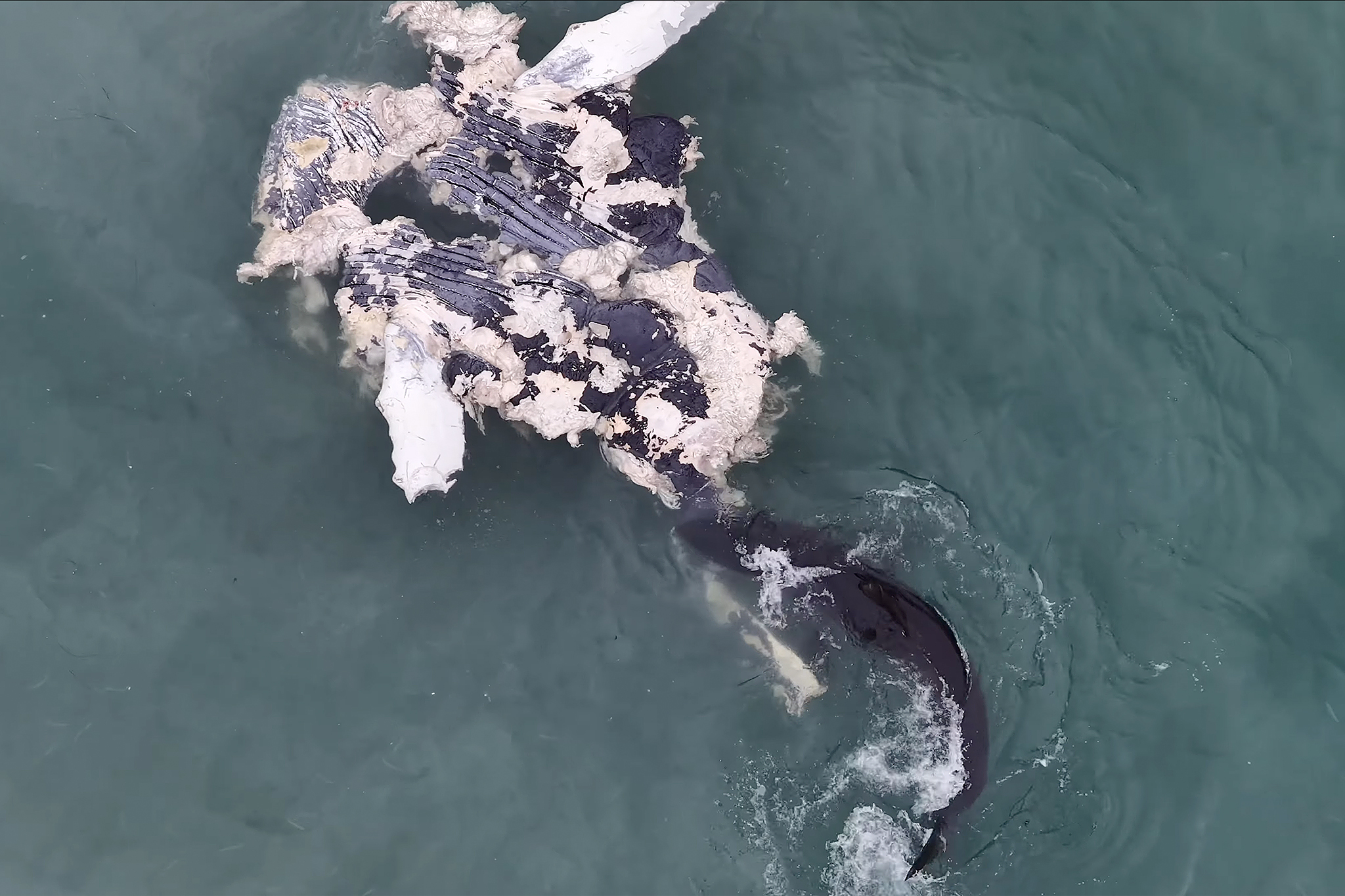 Gruesome shark video near Half Moon Bay prompts warning
