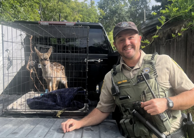 Bay Area resident admits to capturing wild animal, keeping it at home for weeks