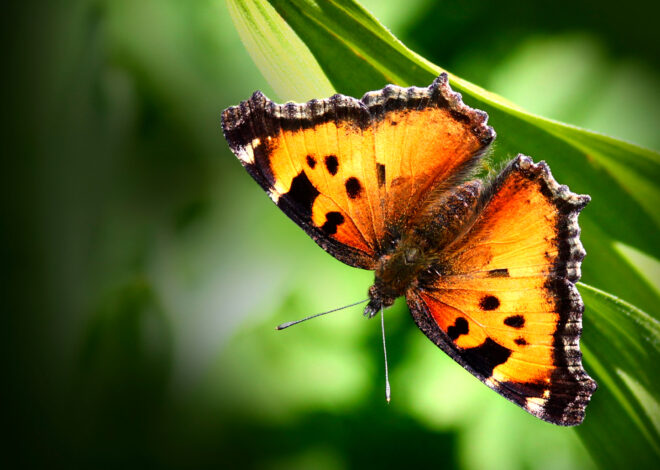 ‘Massive migratory flight of millions’: Rare butterfly swarm visits Tahoe, Lassen